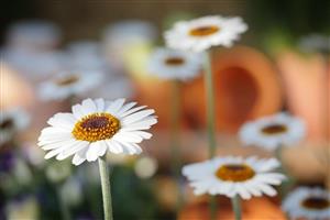 daisy
